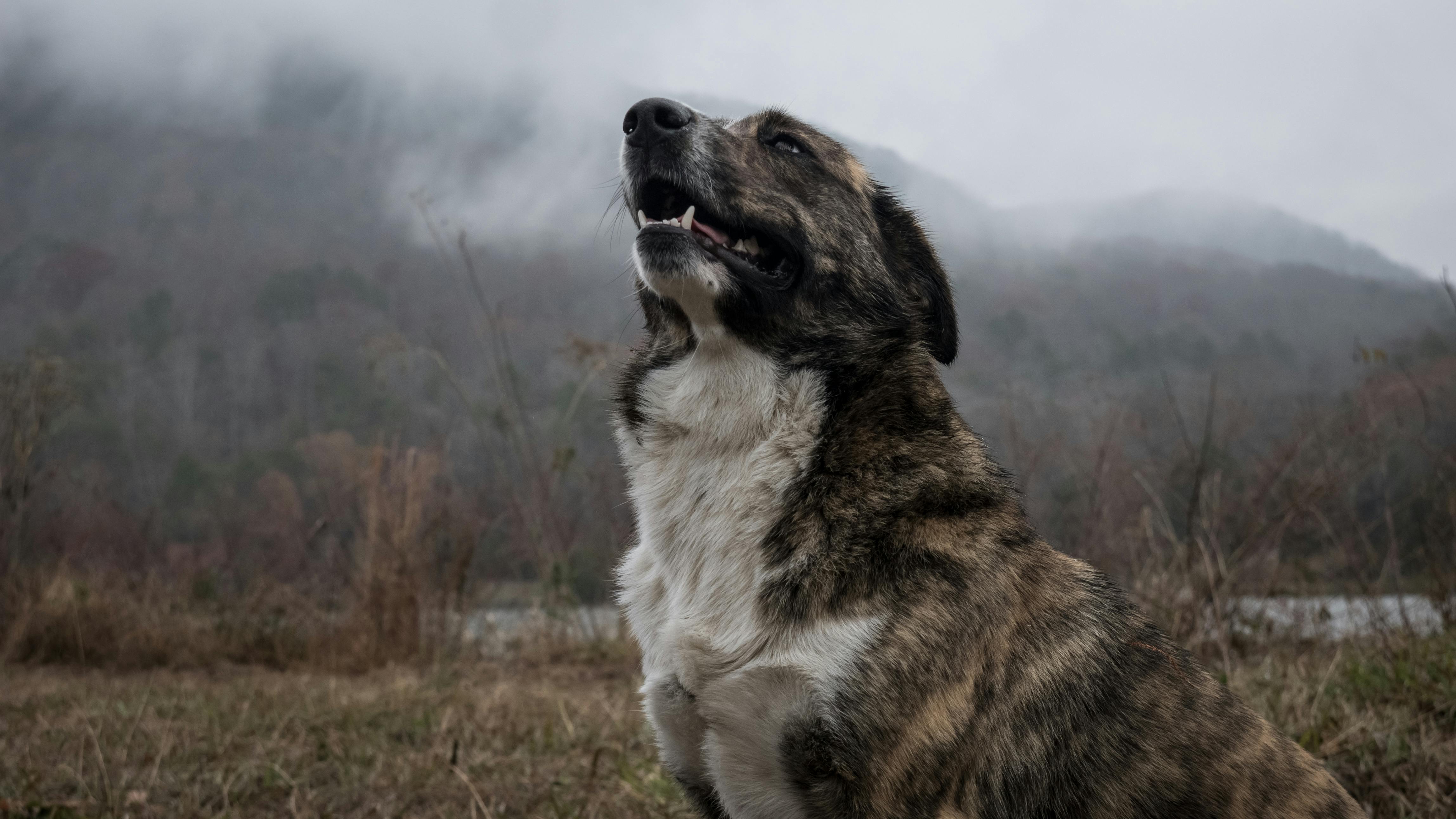 Dişi Köpeklerde Adet Döngüsü: Bilmeniz Gereken Her Şey