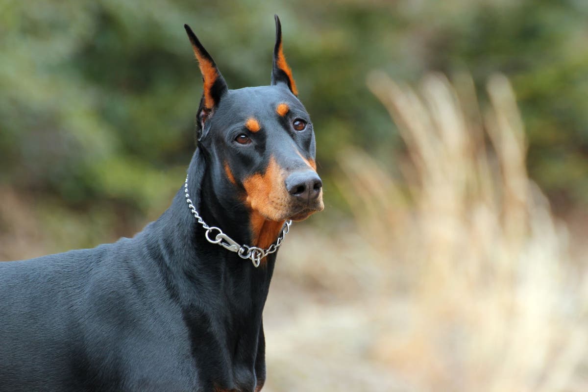 Doberman Cinsi Köpeklerin Sağlık İpuçları ve Bakım Önerileri