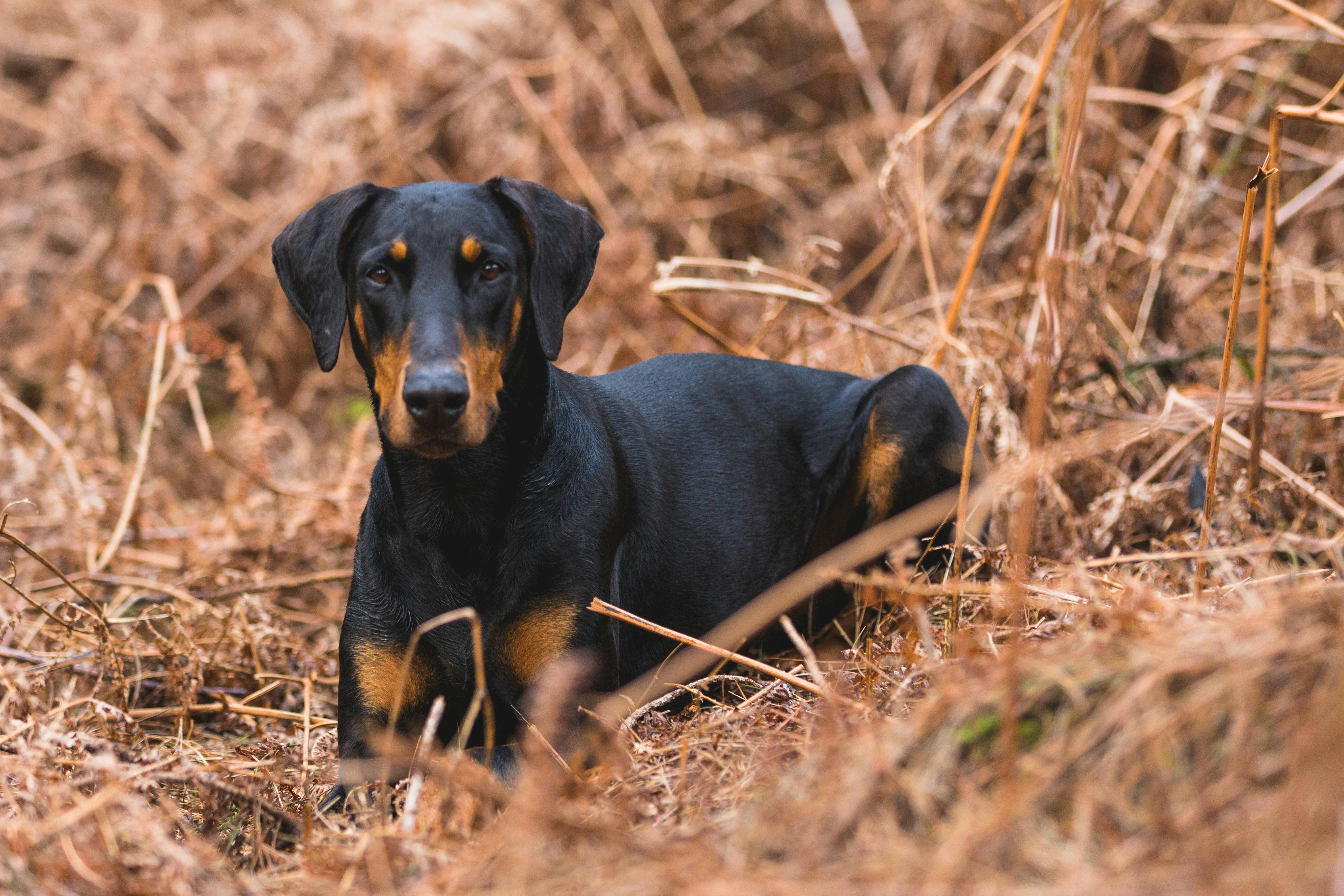 Doberman ve Yavrusu: Sadık Dostunuzun İlk Günlerinden Büyük Maceralara