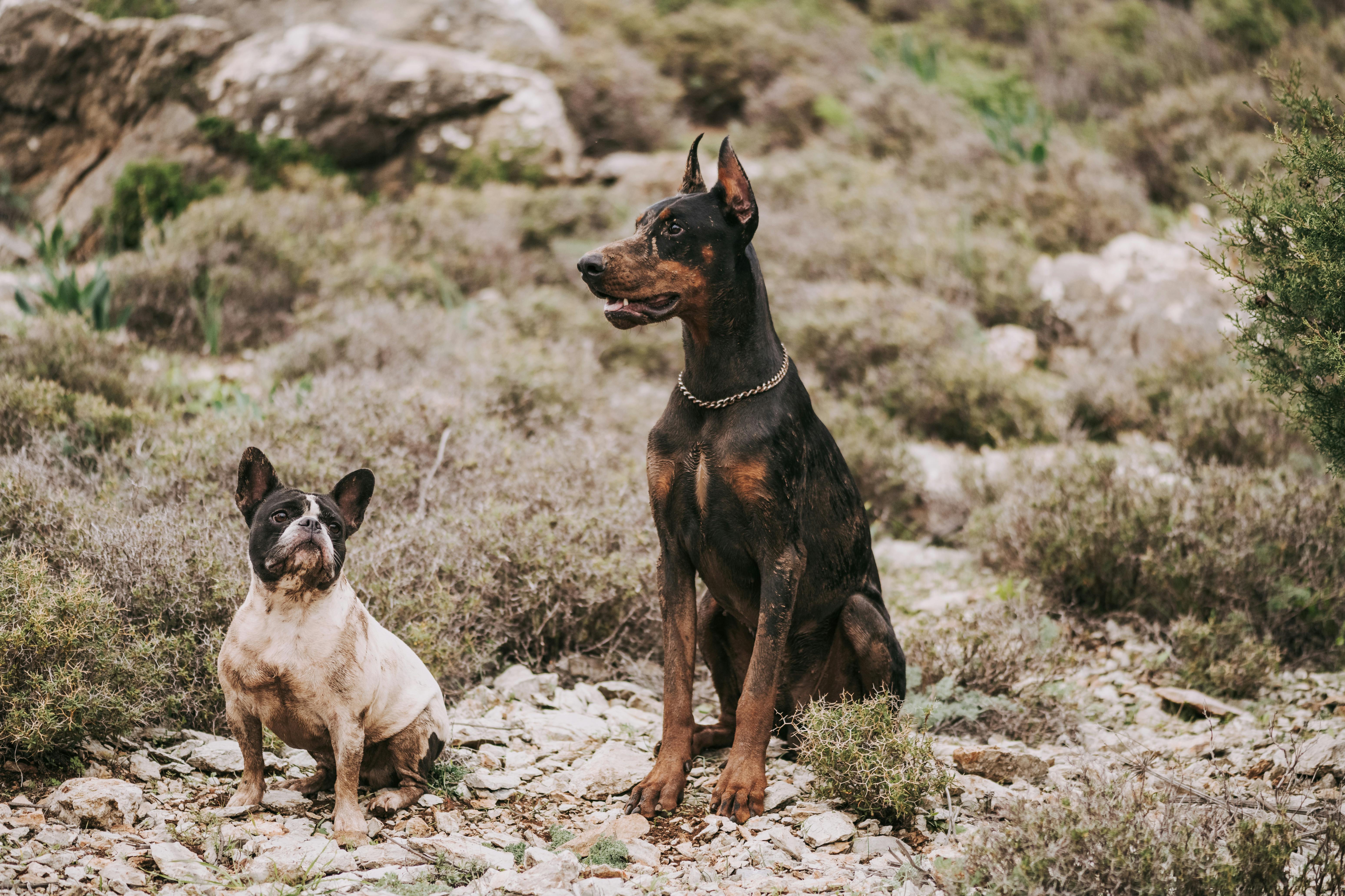 Dobermanların Fiziksel Egzersiz ve Zihinsel Uyarım İhtiyaçları