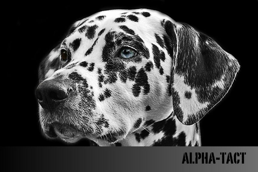 Doğadan İlhamla Köpek Oyuncakları: Ormanda Bulunan Malzemelerle Neler Yapılabilir?