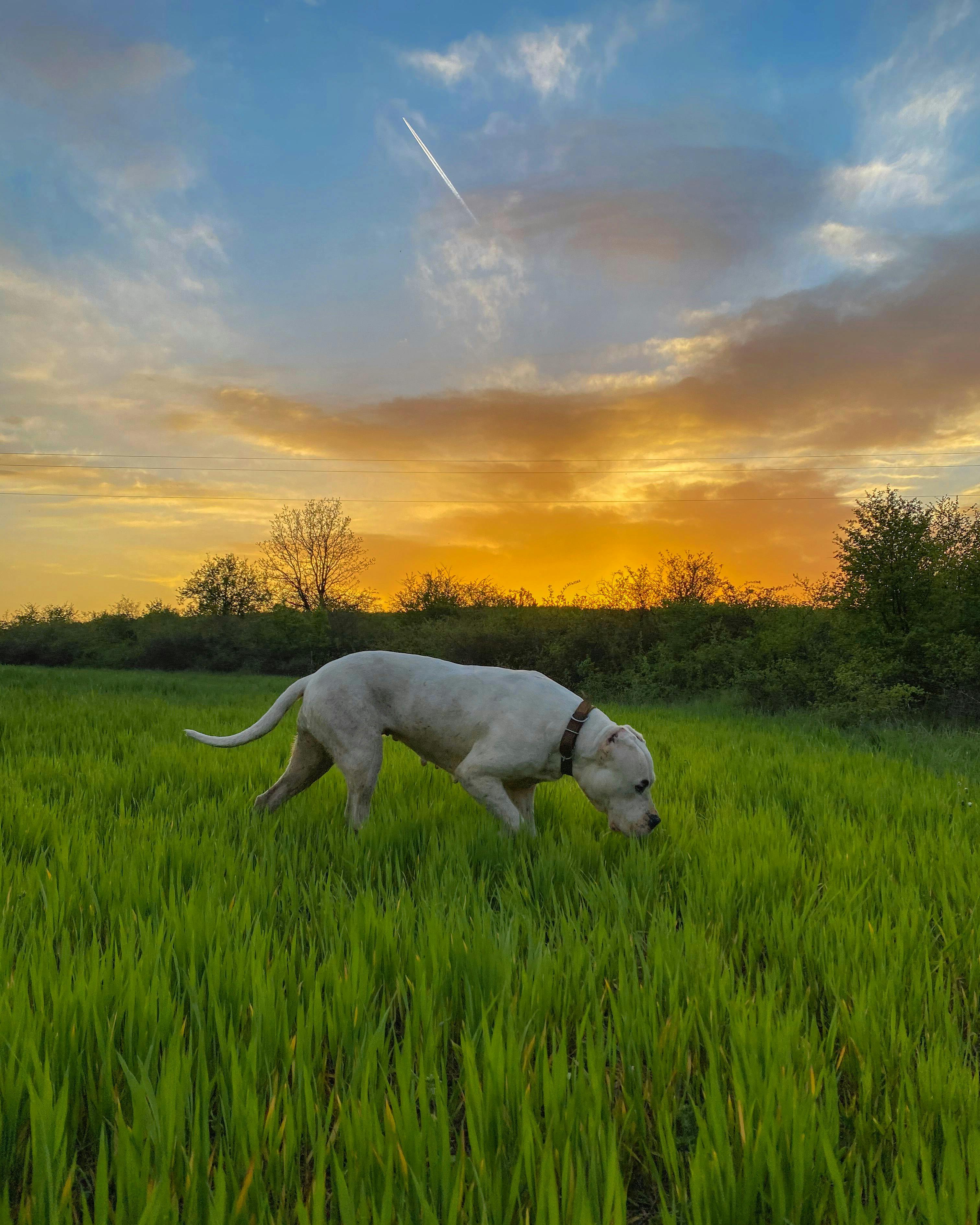 Dogo Argentino: Güçlü ve Sadık Bir Dost