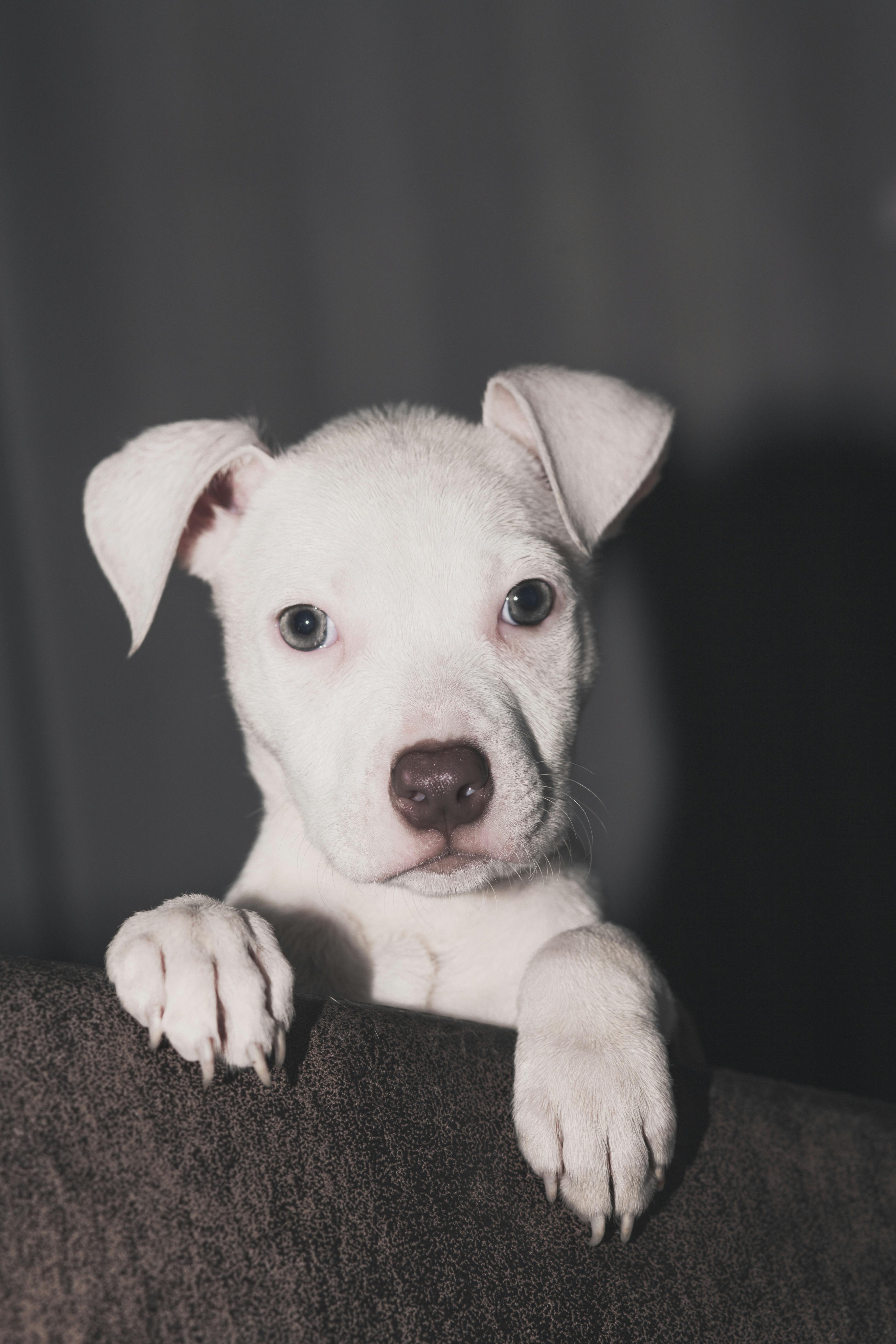 Dogo Argentino ve Yavrusu: Bakım, Eğitim ve Özellikler