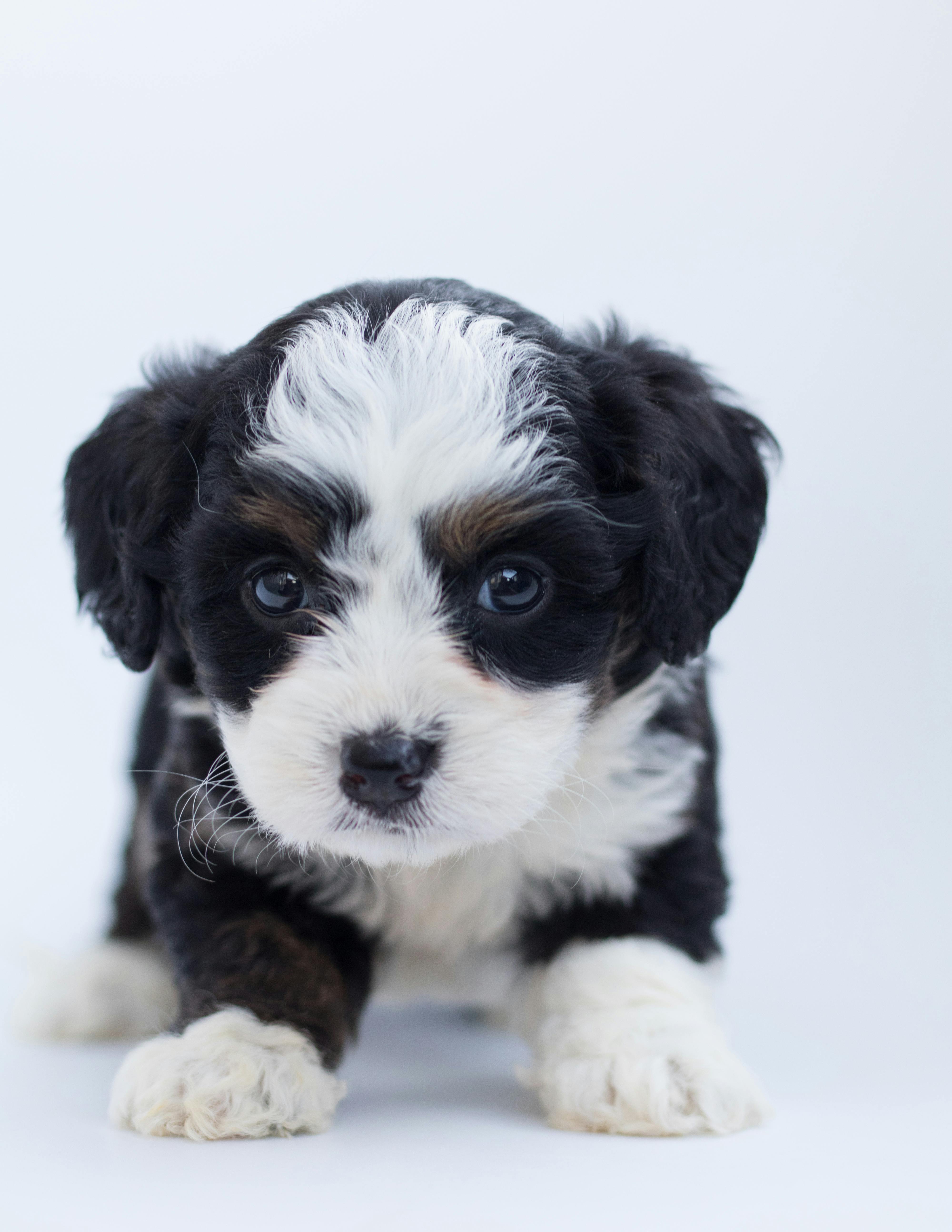 Dünyadaki En Güçlü 10 Köpek Cinsi
