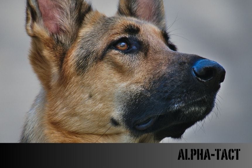 En Akıllı Köpek Irkları: Zeka Seviyeleri ve Eğitilebilirlikleri