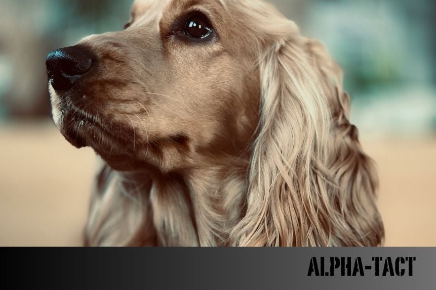 En Akıllı Köpek Irkları: Zeka Seviyesine Göre 25 Köpek Irkı
