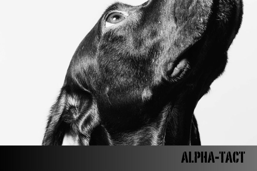 En Büyük 25 Köpek Irkı