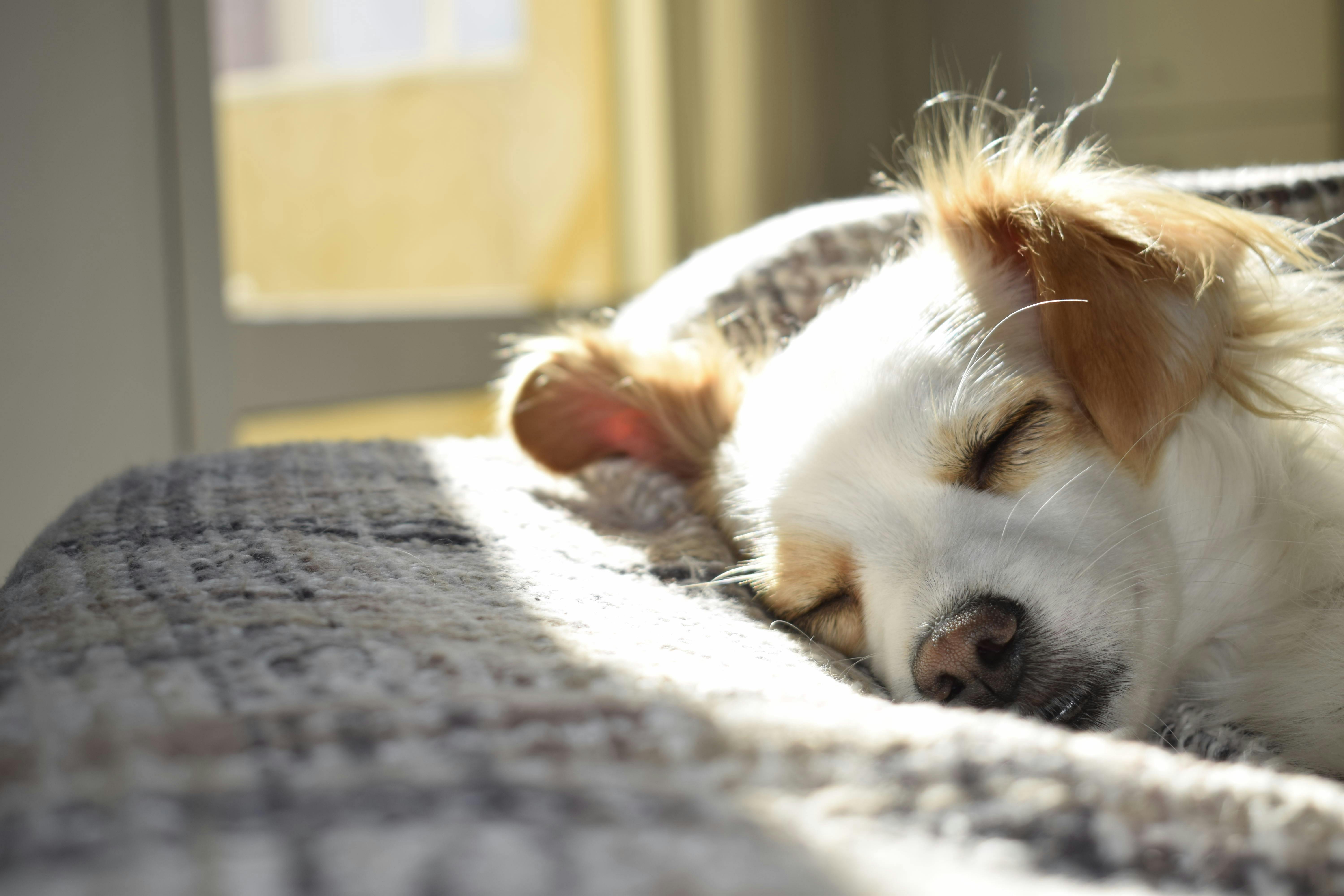 En İyi Köpek Cinsleri: Hangi Köpek Size Uygun?