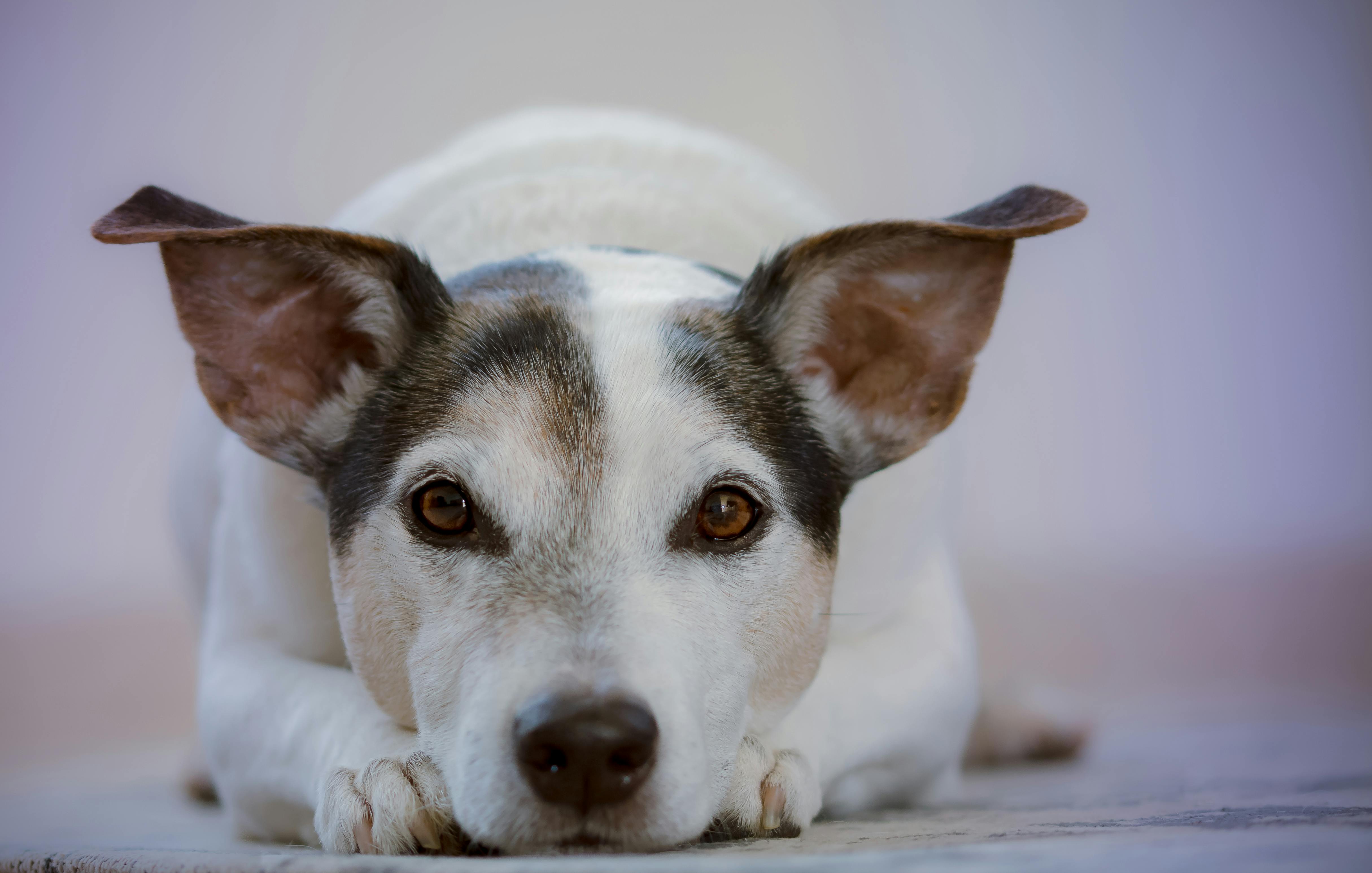 En İyi Köpek Irkı: Hangi Köpek Sizin İçin Uygun?