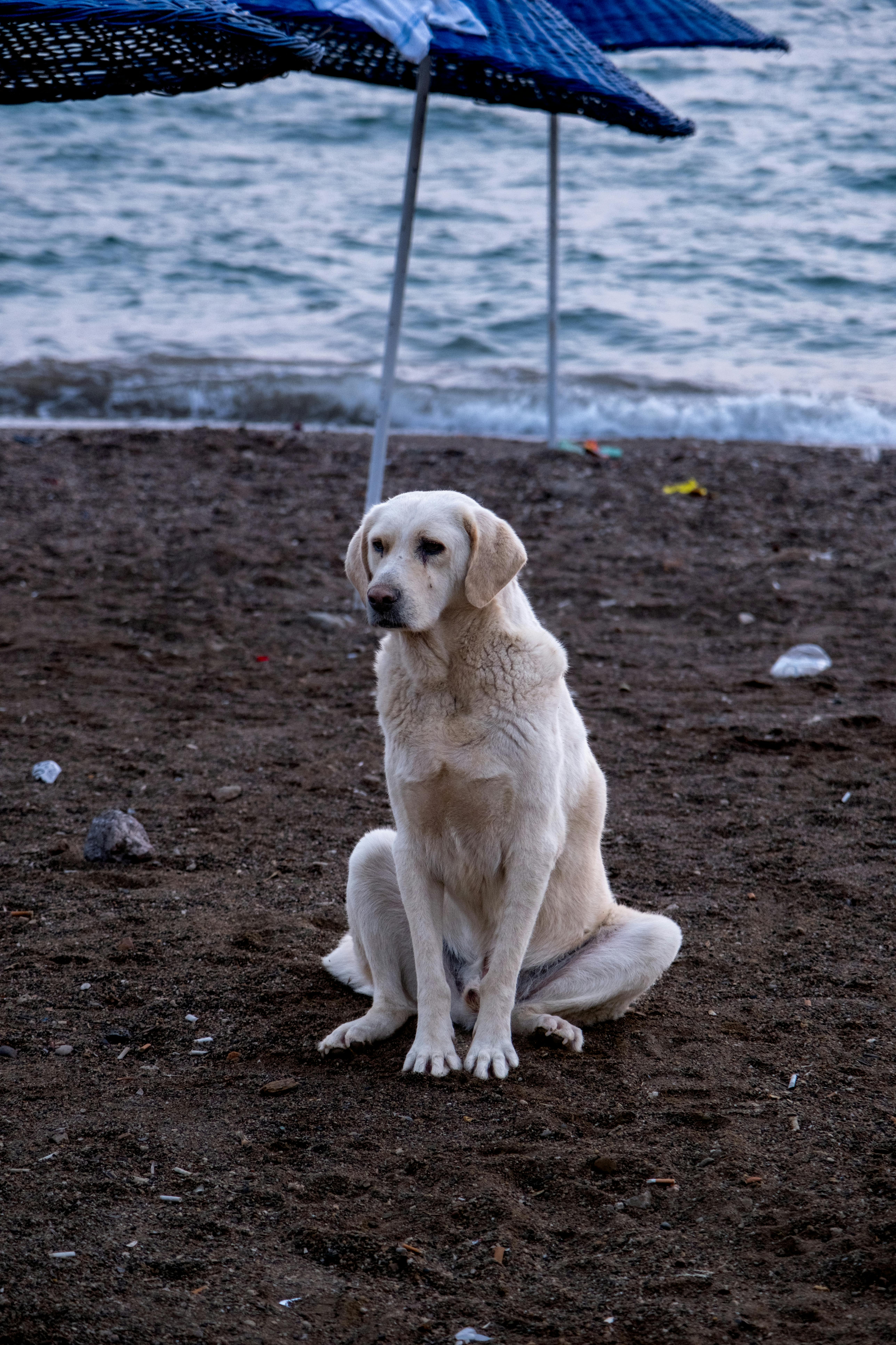 En İyi Köpek Maması Sıralaması: 2024 Güncel Rehberi