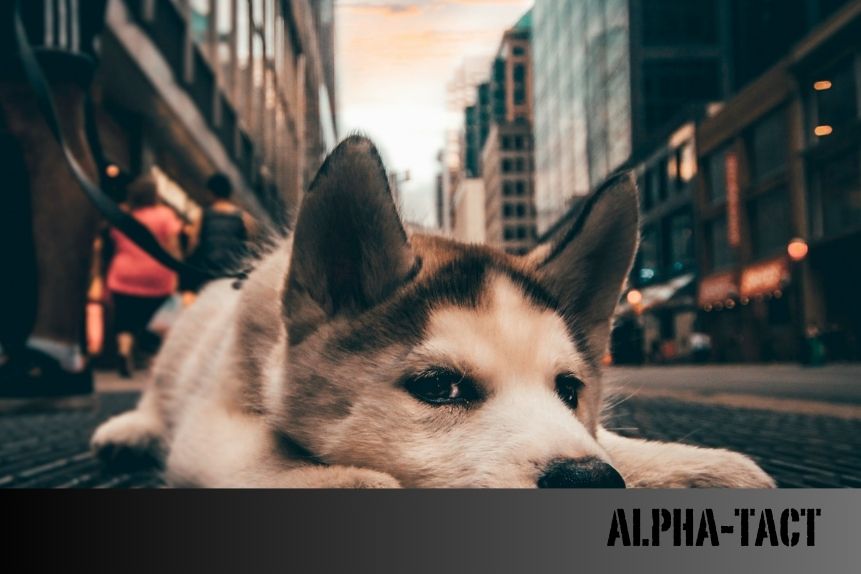En İyi Köpek Şampuanı: Tüy Sağlığı ve Cilt Koruması İçin Öneriler
