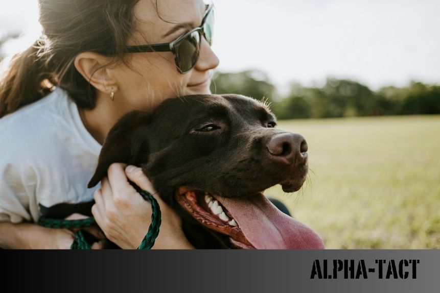 En Kaliteli Köpek Yaş Mamaları: Kapsamlı Rehber