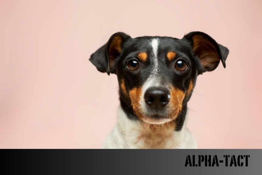 En Sakin ve En Uysal 25 Köpek Irkı