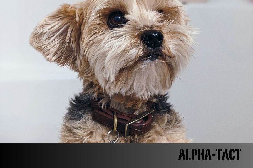 En Saldırgan, Vahşi ve Tehlikeli 25 Köpek Irkı