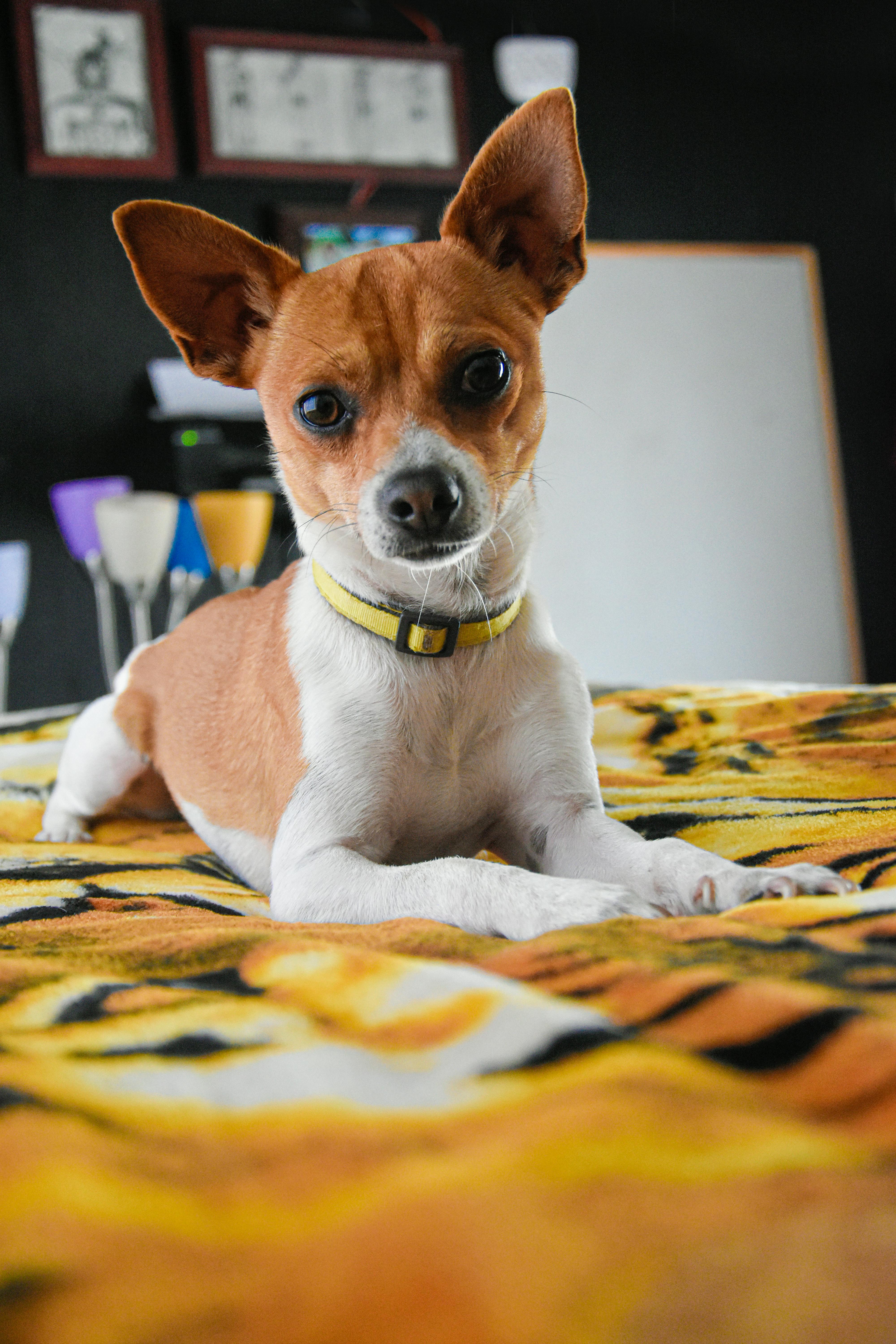 En Tehlikeli Köpek: Hangi Irklar ve Neden?