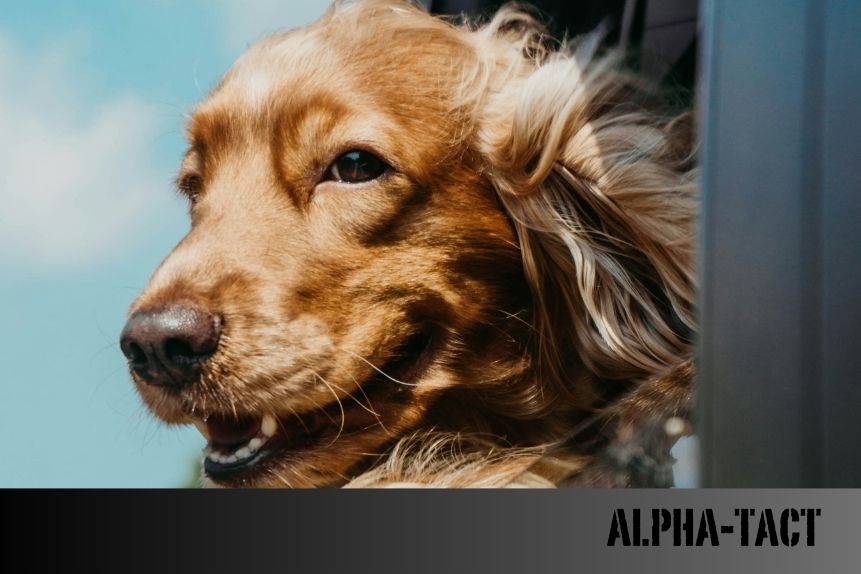 Ev İçin Hangi Köpek Irkı Uygundur?
