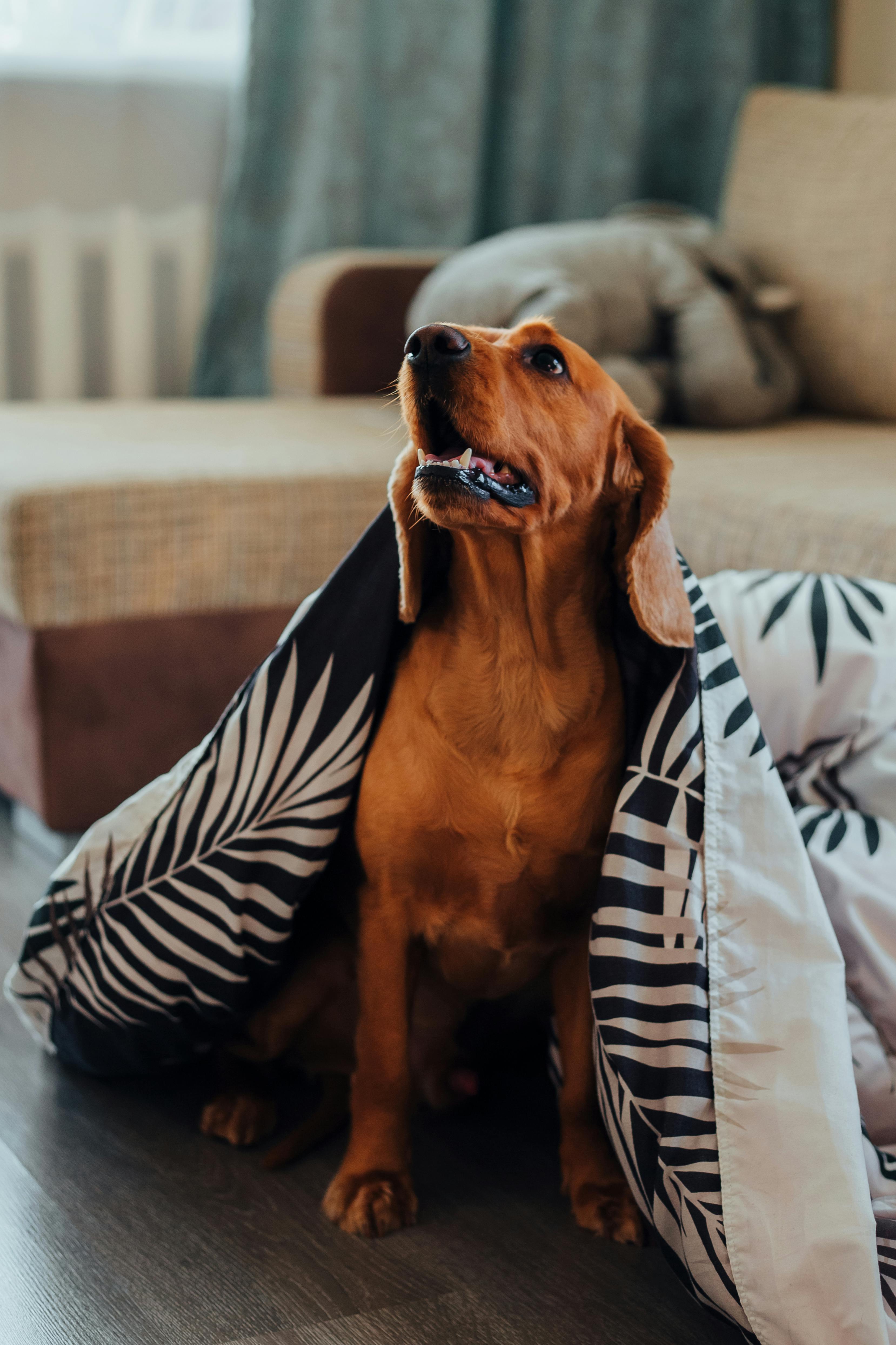 Evde Köpek Beslemenin Püf Noktaları: En İyi Köpek Maması Seçimi ve Daha Fazlası