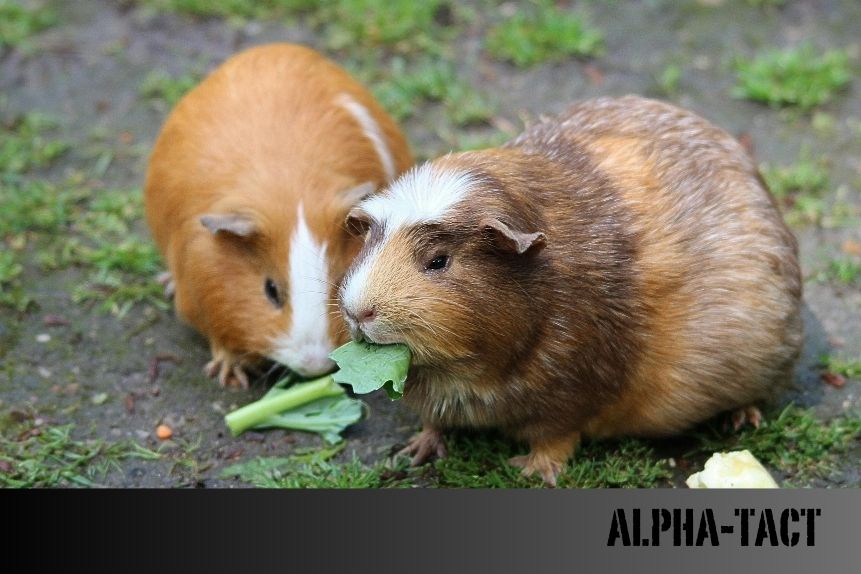 Guinea Pig Bakımı ve Özellikleri: Başlangıç Rehberi