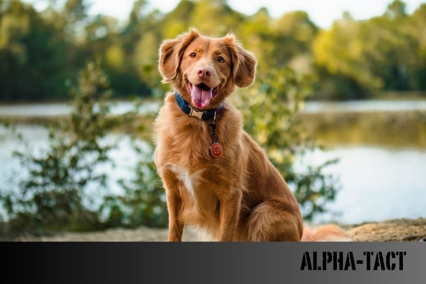 Hamile Köpeklerde İlaç Kullanımı: Güvenli Tedavi Yöntemleri ve Dikkat Edilmesi Gerekenler