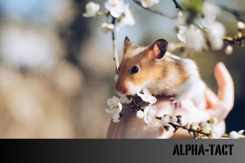 Hamster Bakımı ve Özellikleri: Kapsamlı Rehber
