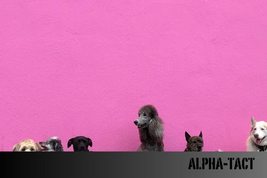 Hangi Köpek Sahibini Korur? En İyi Koruma Köpek Irkları