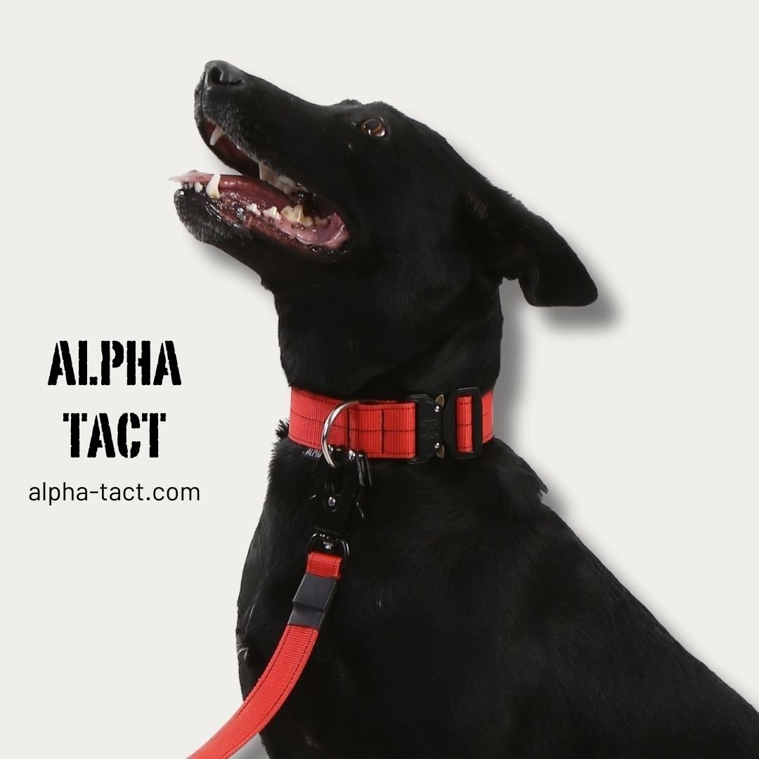 Hangi Tasma Köpeğinize Uygun?