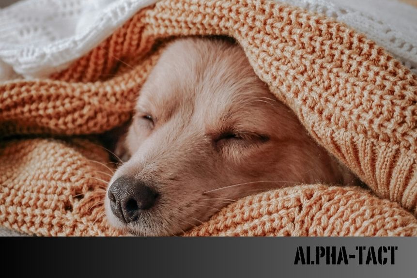 Hipoalerjenik Köpek Maması: Hangi Köpekler İçin Uygun?