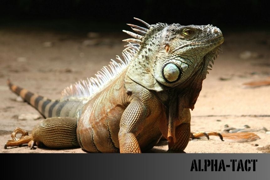 İguana Nedir? İguana Türleri ve Bakımı Hakkında Her Şey