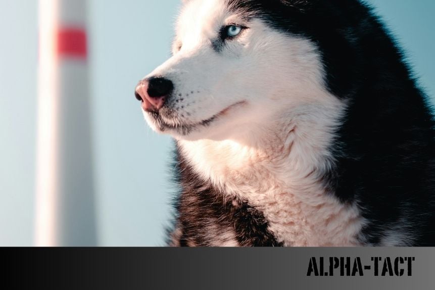 İş Köpekleri İçin En İyi Ekipmanlar: Polis, Av ve Koruma Köpekleri İçin Ürün Seçimi