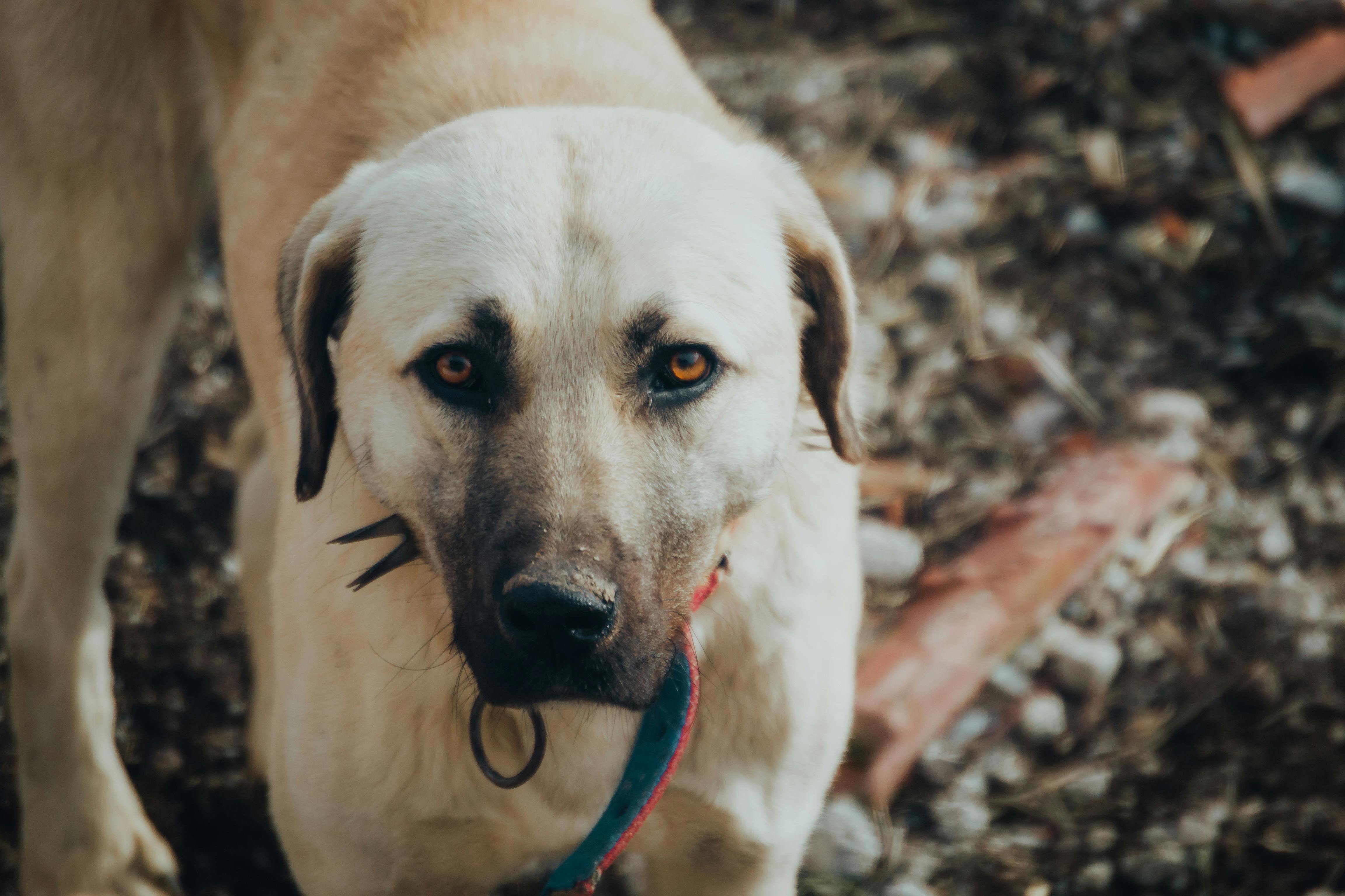 Kangal Köpeği: Türkiye'nin Gururu ve Koruyucu Devleri