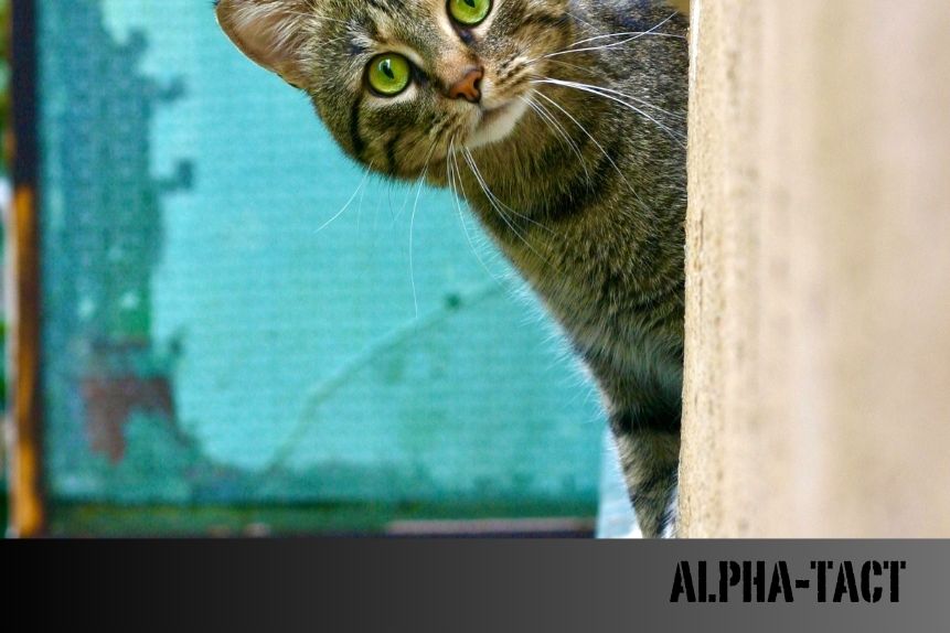 Kedi Astımı: Belirtileri, Nedenleri ve Tedavi Yöntemleri