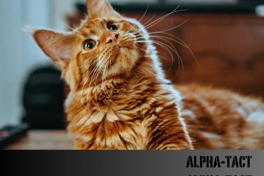 Kedi FIV (Feline Immunodeficiency Virus) Nedir? Belirtileri ve Tedavi Yöntemleri