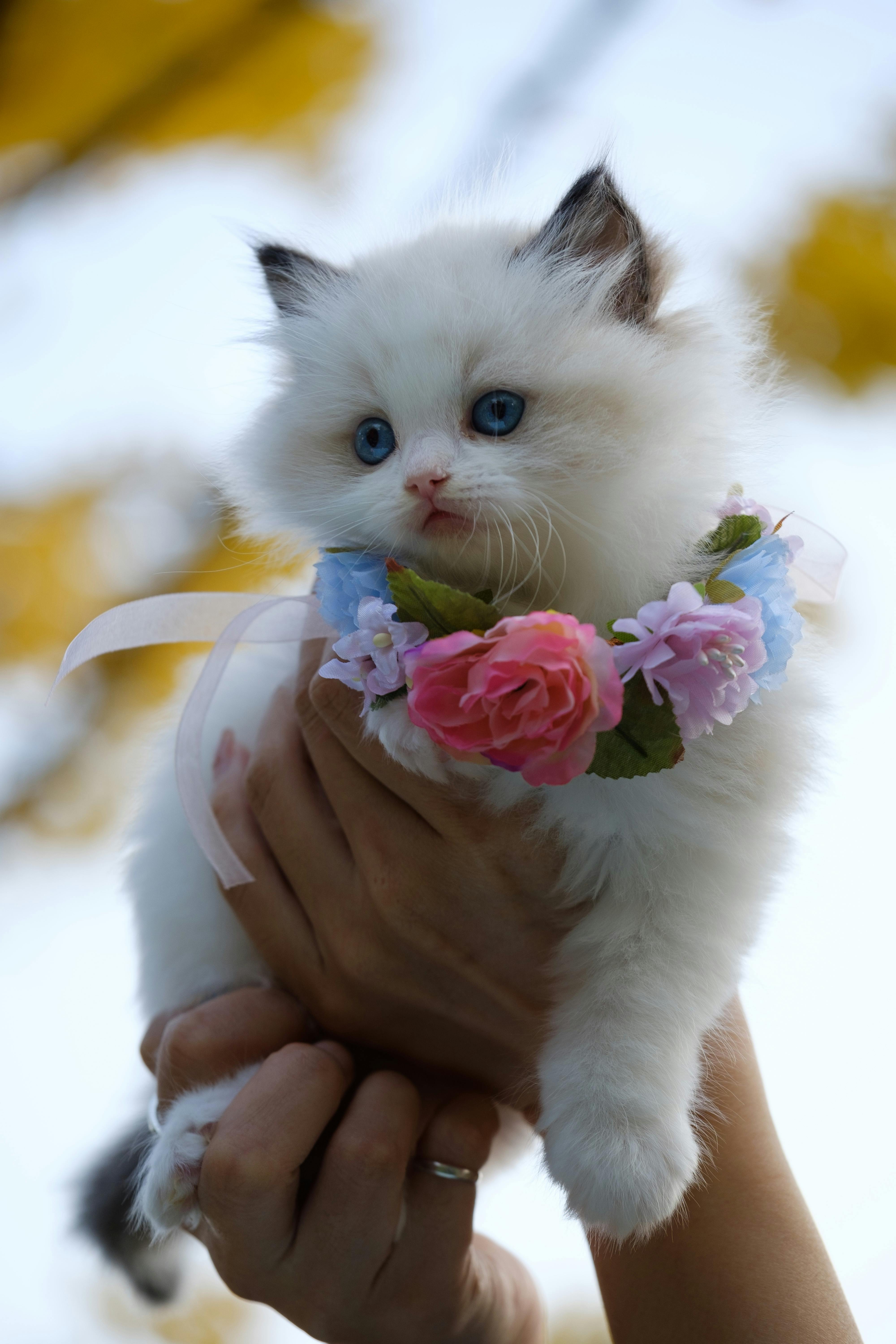 Kedi Gözü Sulanması: Sebepleri ve Tedavi Yöntemleri