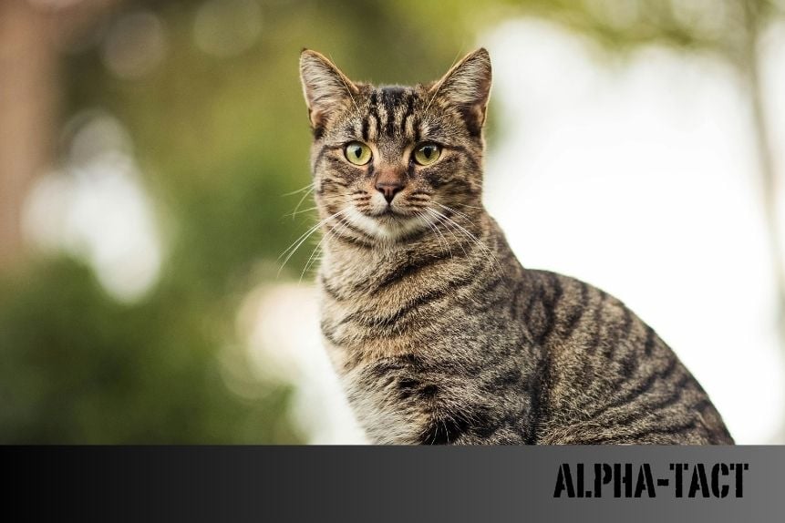 Kedi Maltları: Kedilerin Sağlığı İçin Hayati Bir Yardımcı
