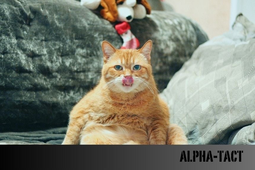 Kedi Tırmığı Hastalığı: Belirtileri, Tedavisi ve Korunma Yolları