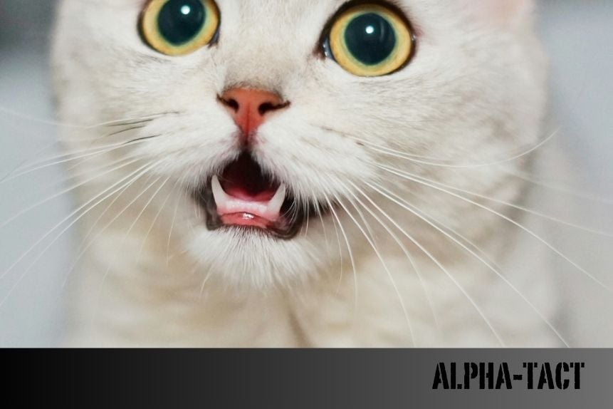 Kedi Uyutma: Etik, Süreç ve Bilmeniz Gerekenler