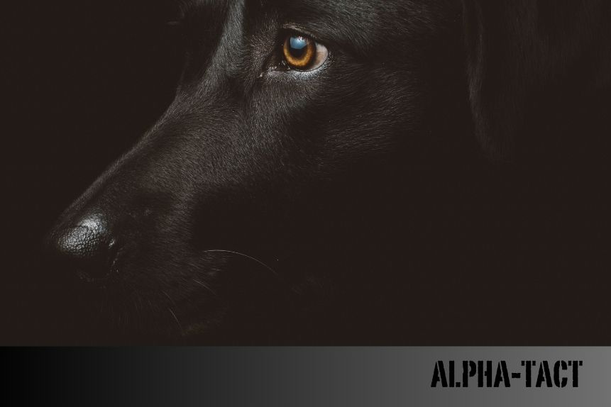 Kedi ve Köpek Pasaportu ile Kimlik Zorunluluğu: Nedir, Nasıl Alınır? (2025 Rehberi)
