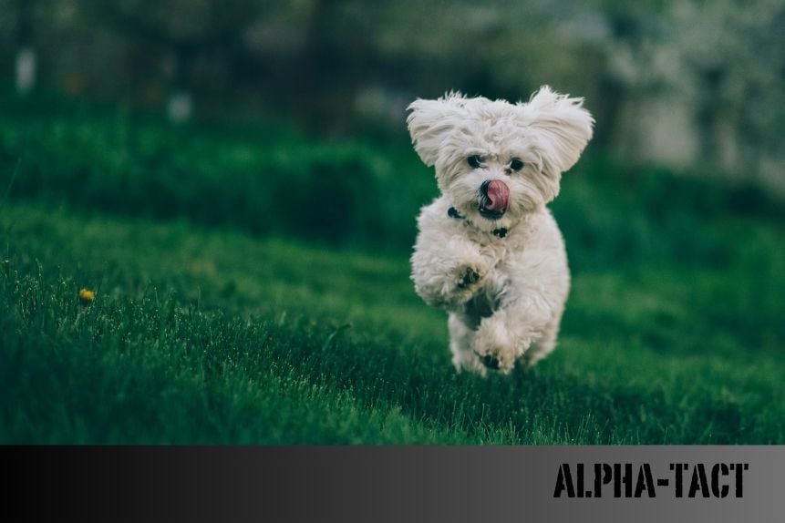 Kedi ve Köpekler İçin Balık Yağı ve Omega Yağ Asitleri: Faydaları, Kullanımı ve Dikkat Edilmesi Gerekenler