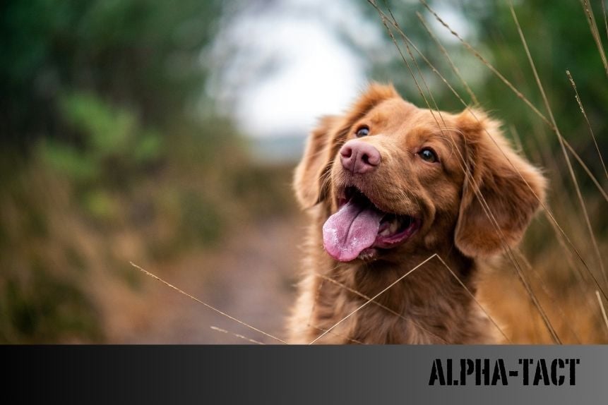 Kedi ve Köpeklerde Anestezi: Riskler, Yöntemler ve Dikkat Edilmesi Gerekenler