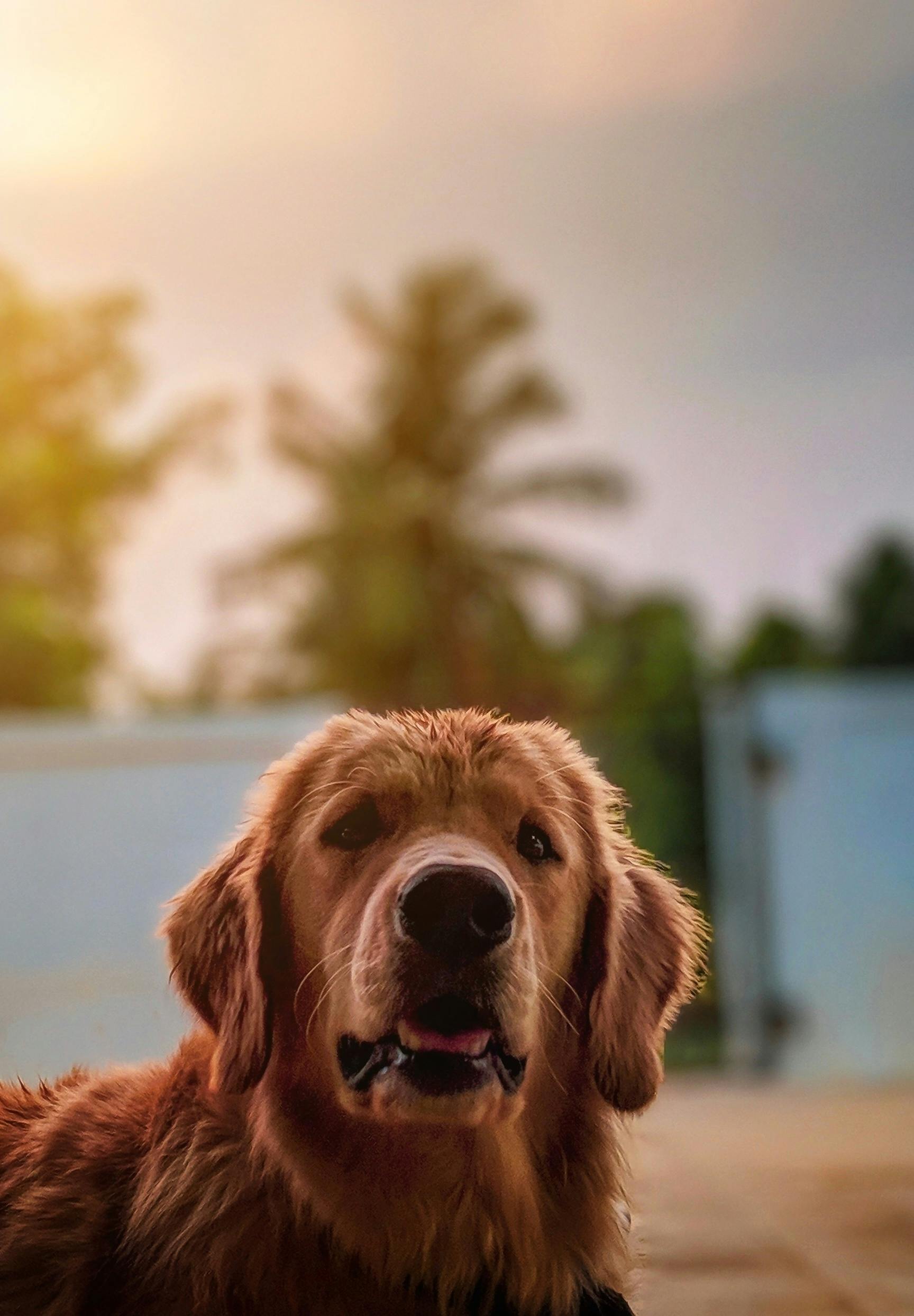 Kedi ve Köpeklerde Aşı Sonrası Dikkat Edilmesi Gerekenler