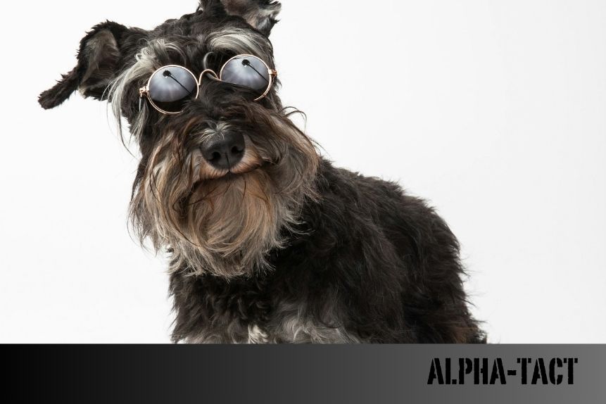 Kedi ve Köpeklerde Burun Akıntısı: Nedenleri, Belirtileri ve Tedavi Yöntemleri