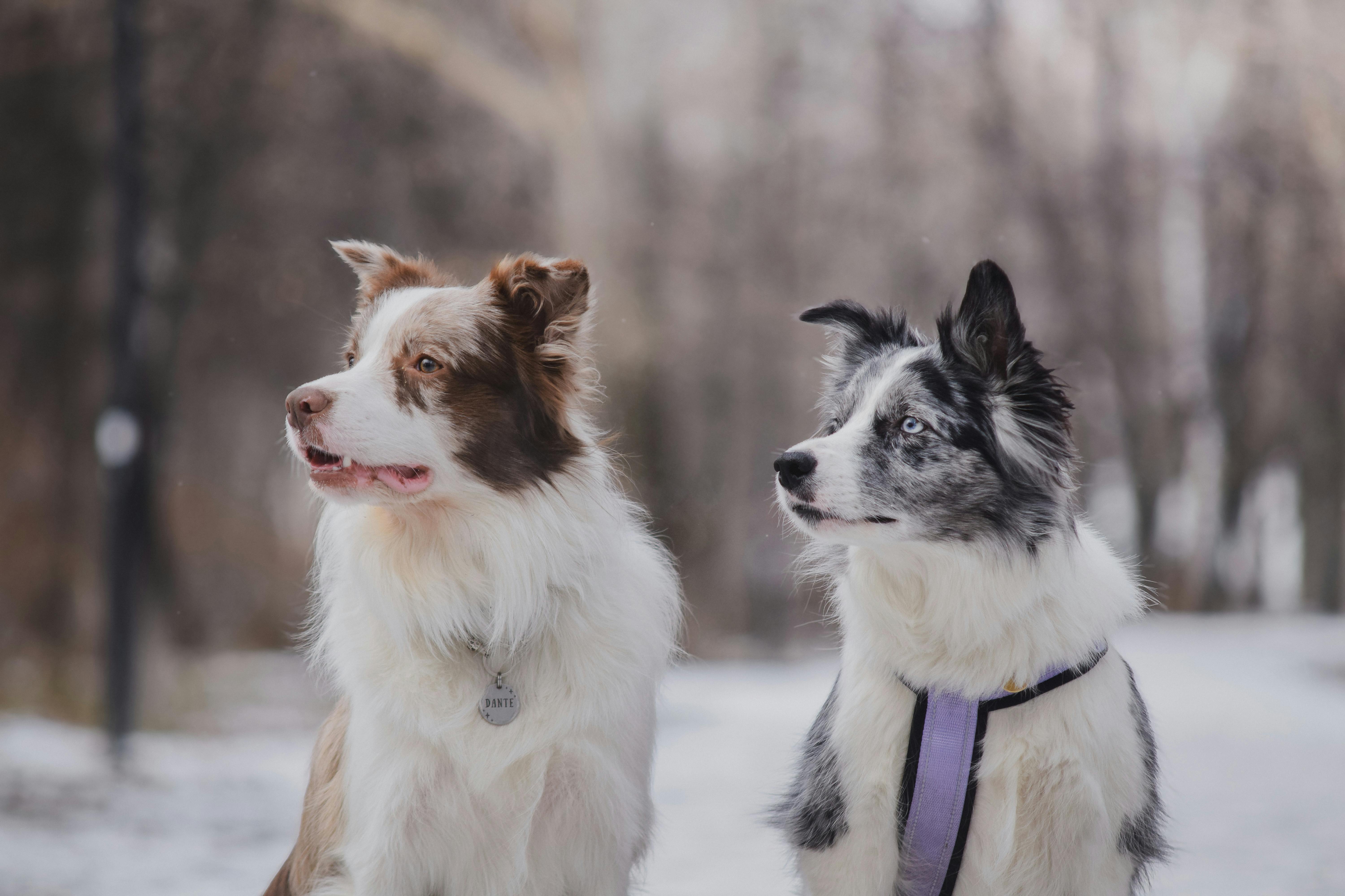 Kedi ve Köpeklerde Eve, Yataklara ve Koltuklara Çiş Yapma: Nedenleri ve Çözümleri