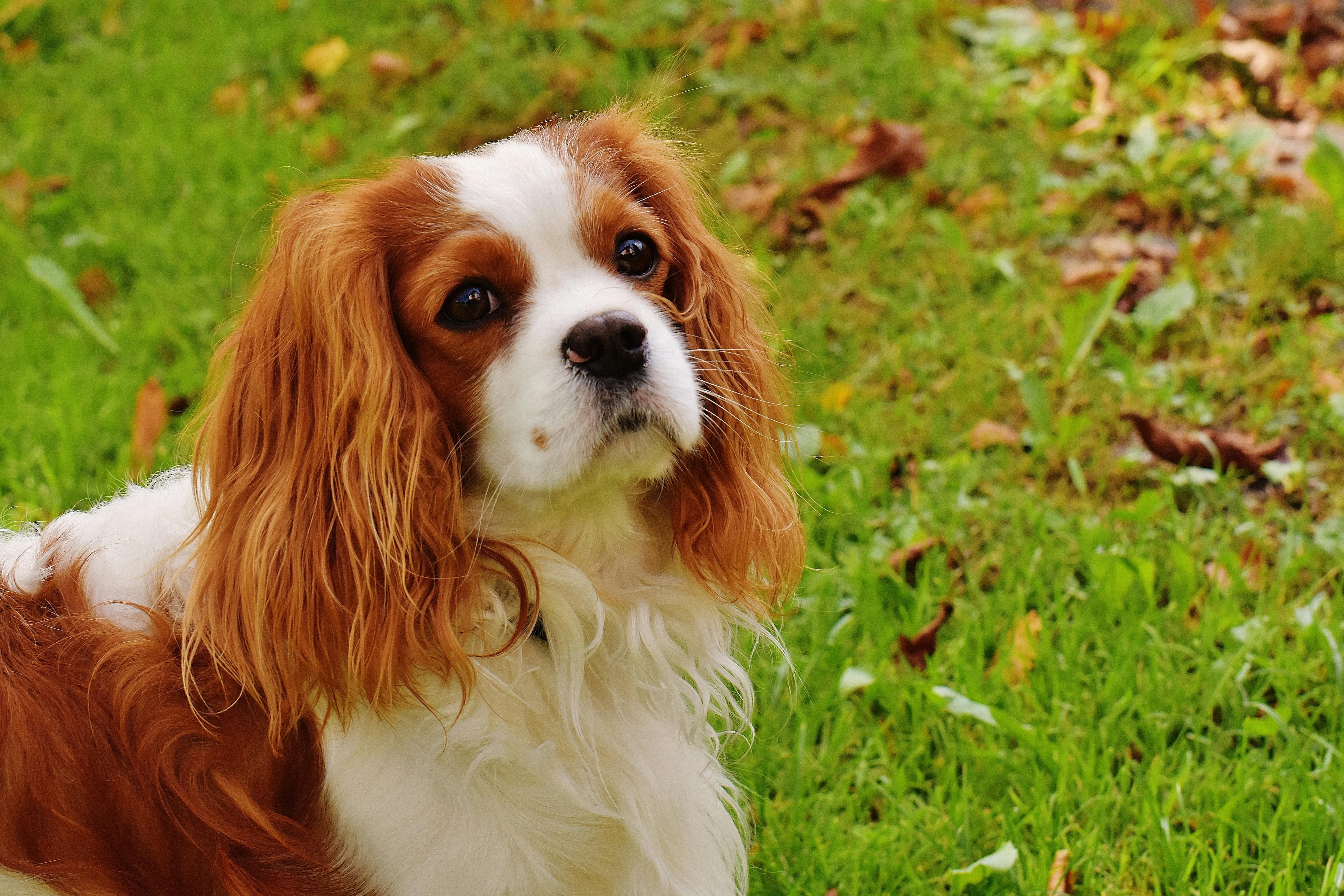 King Charles Spaniel ve Yavru Bakımı: Her Şey Bilmeniz Gerekenler