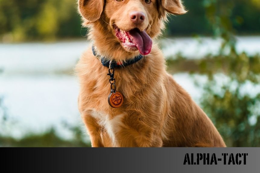 Köpeğim Beni Anlıyor Mu? Köpeklerin İnsanları Anlama Yeteneği ve İletişim Biçimleri