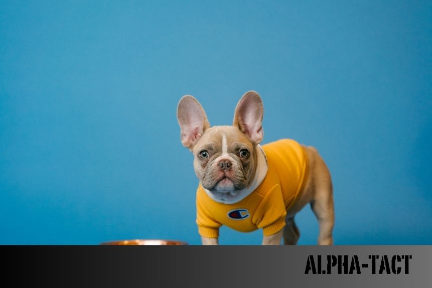 Köpeğim Kafasını Sallıyor: Sebepleri ve Çözümleri
