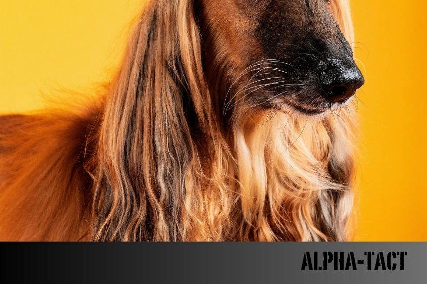 Köpeğim Neden Evde Sürekli Beni Takip Ediyor? | Sebepler ve Çözümler
