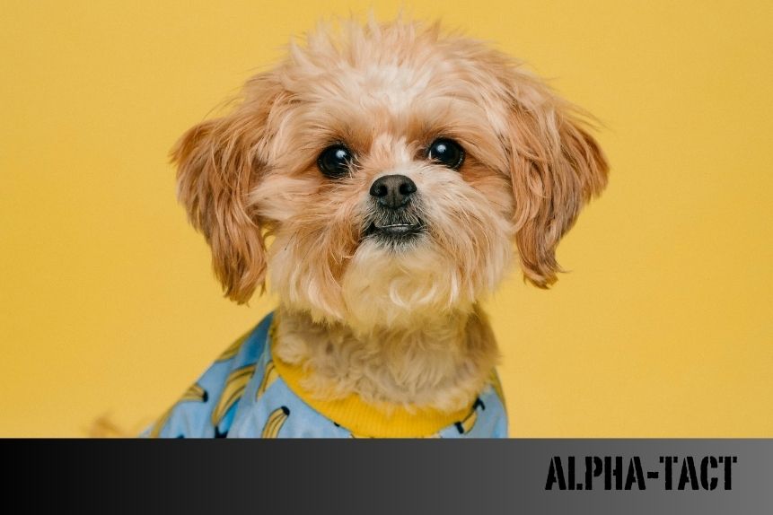 Köpeğim Topallıyor: Nedenleri, Tedavi Yöntemleri ve Önlemler