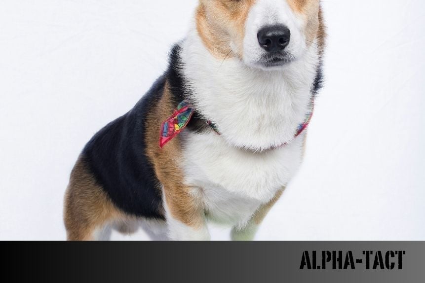 Köpeğimi Arı Soktu: Ne Yapmalıyım? Belirtiler, İlk Yardım ve Tedavi Yöntemleri