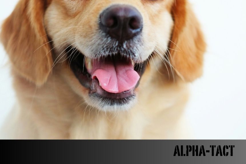 Köpeğimin Cinsi Ne? Köpek Cinsini Belirleme Rehberi