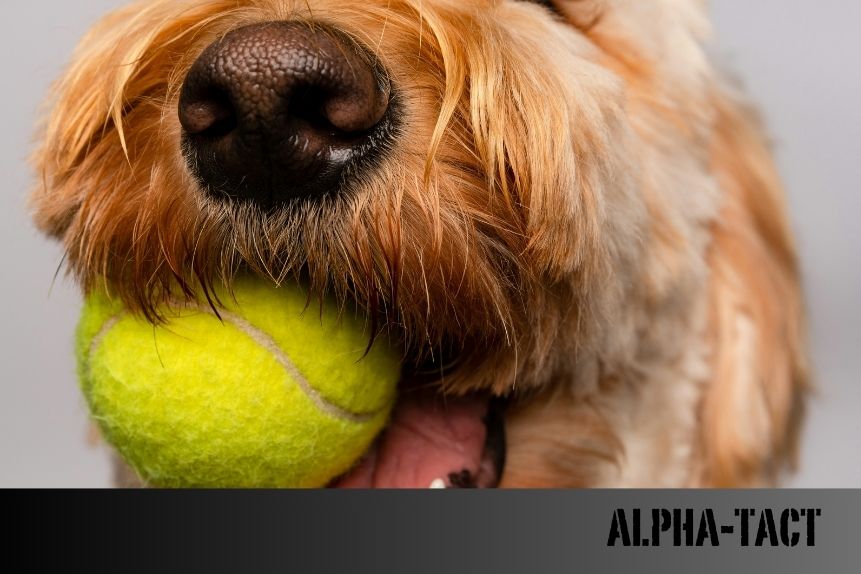 Köpeğimin Kulağı Kanıyor: Nedenleri, Tedavi Yöntemleri ve Önleyici Önlemler